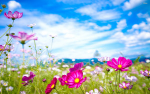 ... colorful cosmos flowers 2560×1600 flower wallpaper flowers wallpapers