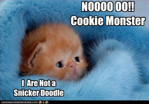 Funny-pictures-kitten-is-not-a-cookie.jpg