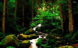 Mossy rocks in the forest stream wallpaper
