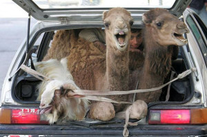 Funny Camel Photo