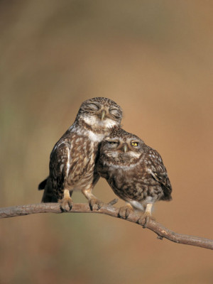 Animal love: Valentine's day lovebirds in displays of affection