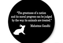 Quotes / by Center for Animal Research and Education (CARE)