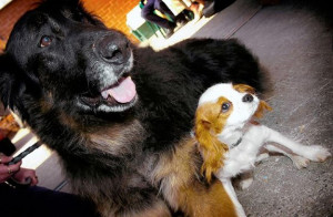 other dog, Leo, would take on the duty of being Ellie's seeing-eye dog ...