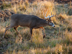 rut deer hunting hunting the pre rut by cole daniels