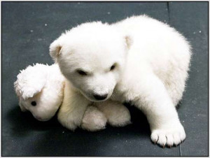 Flocke The Cute Little Polar Bear