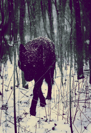 ... wolves Lobo darkness pagan viking norse Odin asatru Dark Ambient ulv