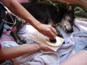 ... pet owner. The pet owner also receives a pet loss booklet with the pet
