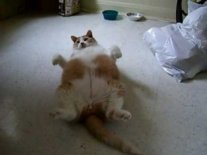 really-really-fat-cats-work-out.jpg
