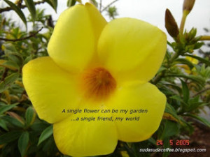 Flower Quotes Flowers Quote