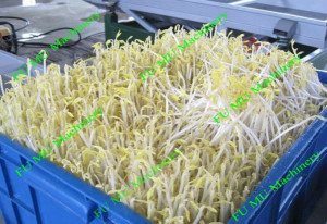 bean sprout growing machine