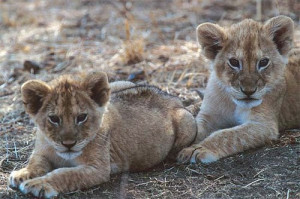 funny lion cubs