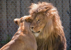 no specified period for lions mating so it is believed that lions mate ...