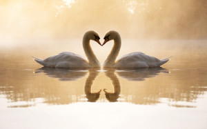 Loving Swans