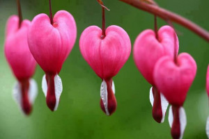 The Bleeding Heart Flowers!