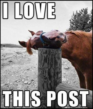 animal pictures with captions, i love this post