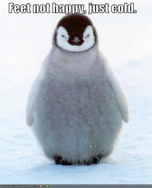 funny-pictures-penguin-does-not-have-happy-feet-but-rather-cold-ones ...