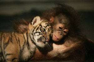 Baby Orangutan and Tiger Cub