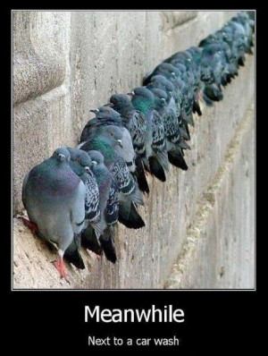 funny pigeons line birds poop