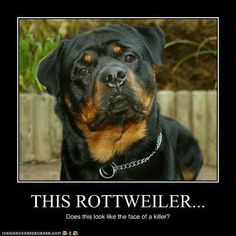 rottweiler more doggie rottweilers friends rottie the face handsome ...