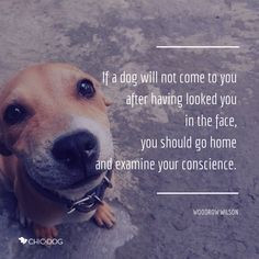 Woodrow Wilson quote - #Chic4Dog #dogquote More