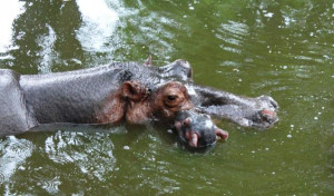 The hippo population in the city zoo has gone up by one , after a calf ...