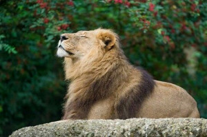 Posing lion: Big Cat, Poses Lion