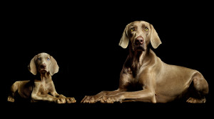 Wallpaper Abyss Explore the Collection Dogs Animal Weimaraner 346900