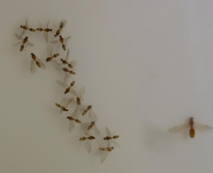 Flying insect appearing in sink-stock-9349.jpg