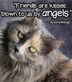 14 Cheesy Senior Quotes From Cats