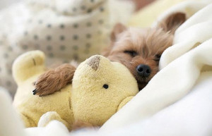 CUTE: Animals Sleeping With Stuffed Animals