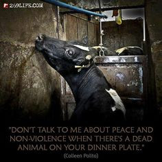 Sick of people preaching about animal rights- but excluding farm ...