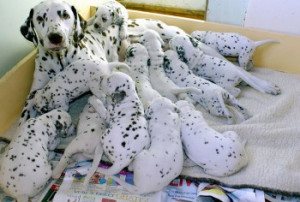 lovely dalmatian puppies and their mom | Show Your Dogs â ¤Dog ...