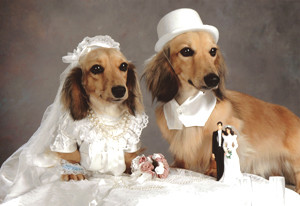 Believe it or not, marrying pets has become a huge. The entire process ...