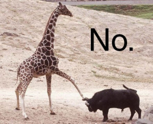 Funny photos funny giraffe kicking buffalo