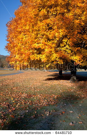 Linden Leaf Oak Tree Red Maple