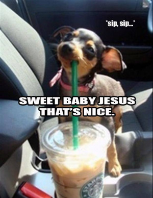 Starbucks Quotes Funny Funny dog drinking starbucks