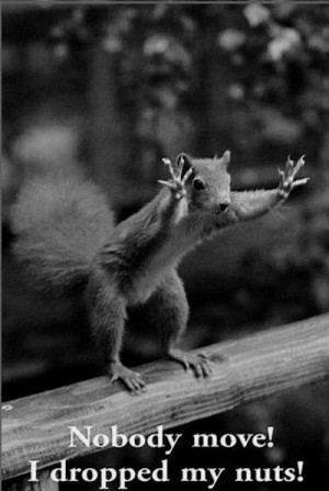 Funny animals.. 25 Best Funny animal Quotes and Funny Memes