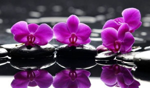 Purple orchids via www.Facebook.com/PurpleIsWho