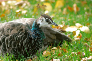 female peacock flamingo bird in flight waldrapp ibis bird on