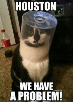 Houston we have a problem. #cat #humor #cats #funny #quotes #meme # ...
