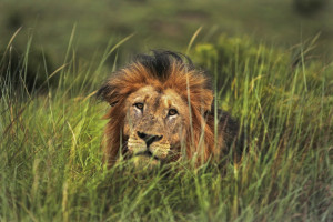 Hunting Lions: Unpalatable but Necessary for Conservation?