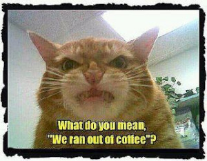 Home Funny Pictures Cat Coffee