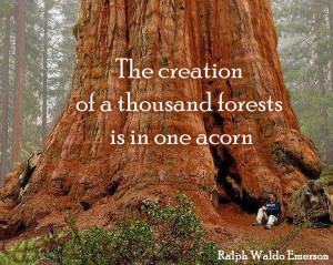 ... of a thousand forests is in one acorn. #quote Ralph Waldo Emerson