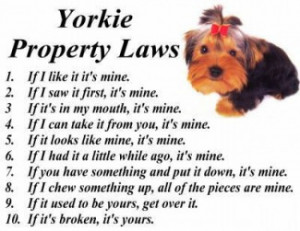 Fun Tidbits, Poems, Pictures, Software for the Yorkie Lover..Enjoy!