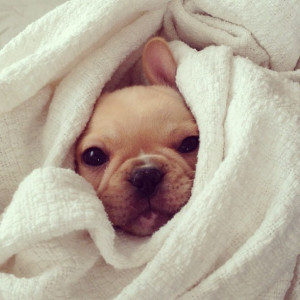 Bundled Up Frenchie