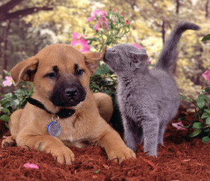 cat and dog funny cats dogs