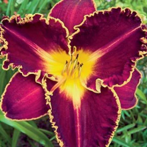 Storm of the Century Reblooming Daylily June 2013 $24