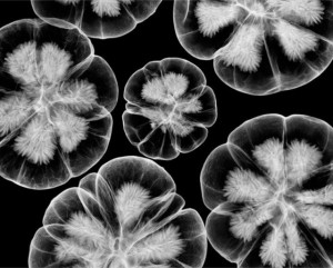 Amazing X-Ray Artwork (43 pics)