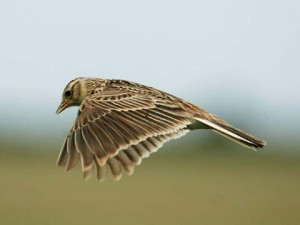 British Birds, Skylark Birds, Birds April, Birds Reference, Birds Club ...