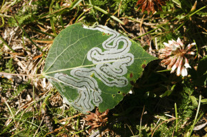 Aspen Leaf Miners